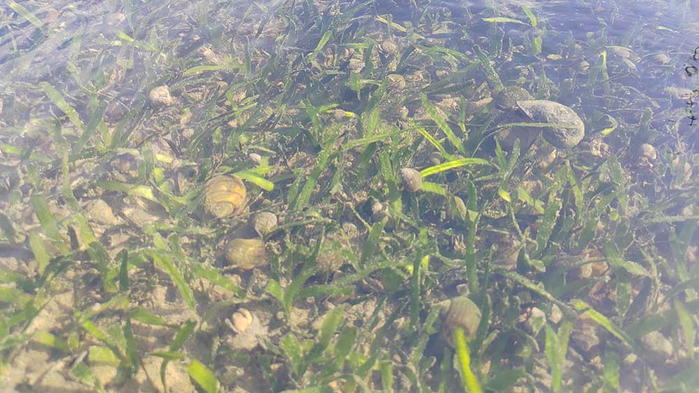 破坏湿地生物多样性，福寿螺生长繁殖速度极快，食性广泛，短时间内侵占其他螺类生存空间