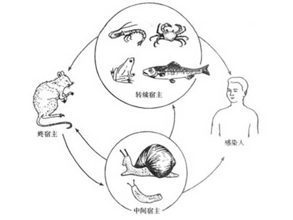 广州管圆线虫生活史