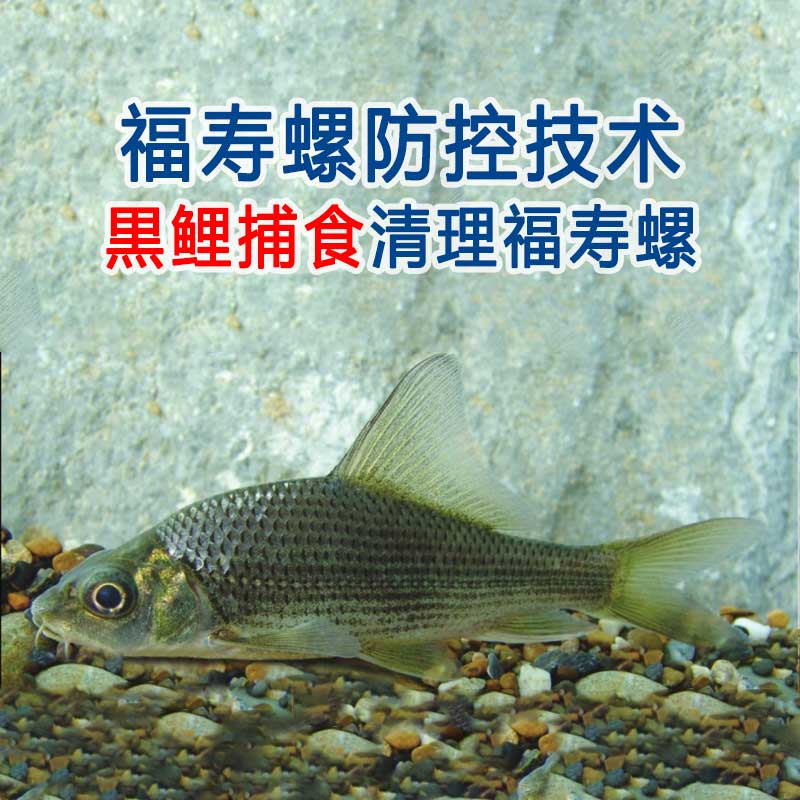 清理福寿螺五十种方法(之三十三)生物法：黑鲤捕食清理福寿螺