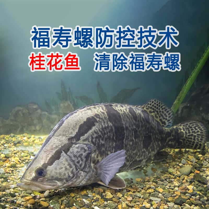 清理福寿螺五十种方法(之三十四)生物法：桂花鱼捕食清除福寿螺