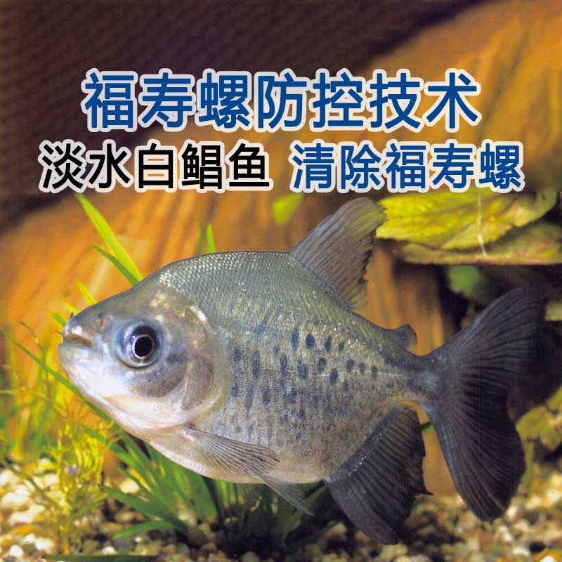 清理福寿螺五十种方法(之三十五)生物法：淡水白鲳鱼