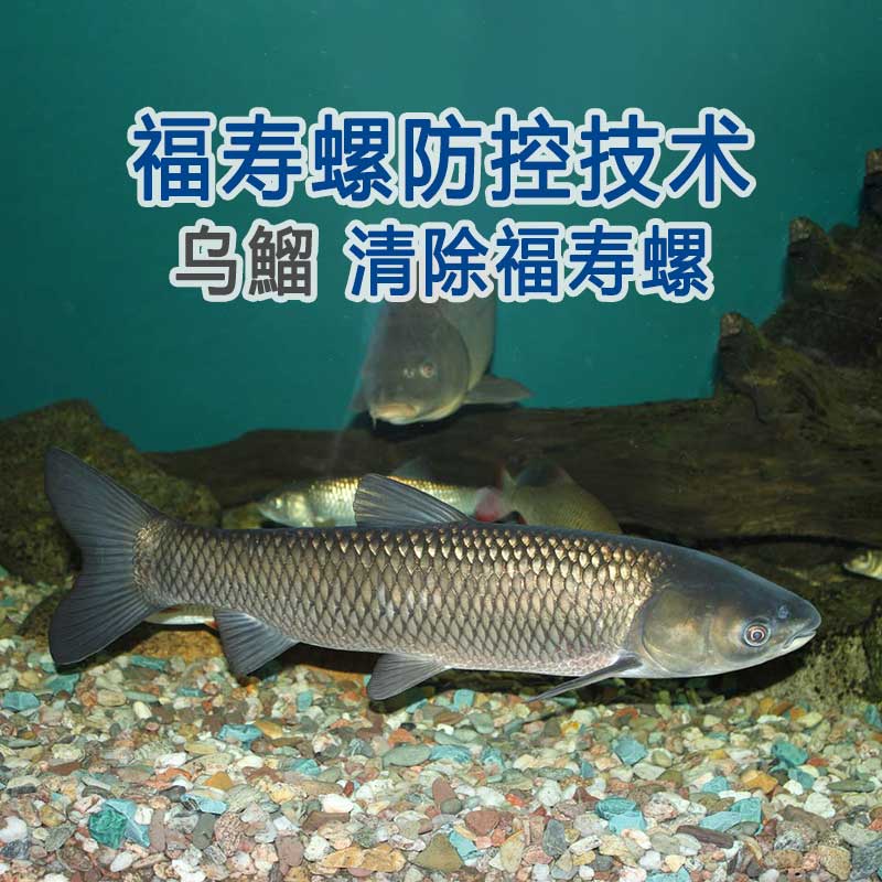 清理福寿螺五十种方法(之三十六)生物法：乌鰡