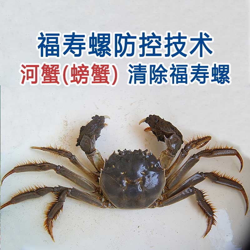 清理福寿螺五十种方法(之三十七)生物法：河蟹（螃蟹）