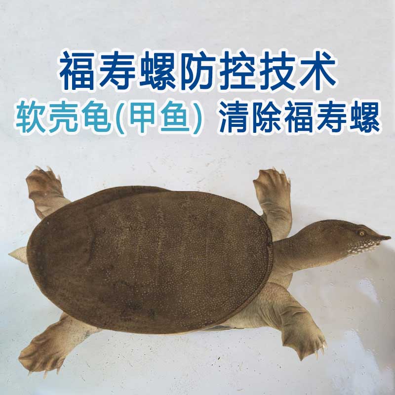 福寿螺五十种方法(之三十八)生物法：软壳龟