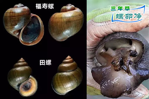 福寿螺与田螺的对比 | 福寿螺与人手的比例