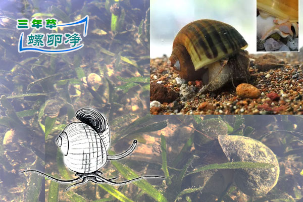 福寿螺“2对触”细而长，口器分瓣
