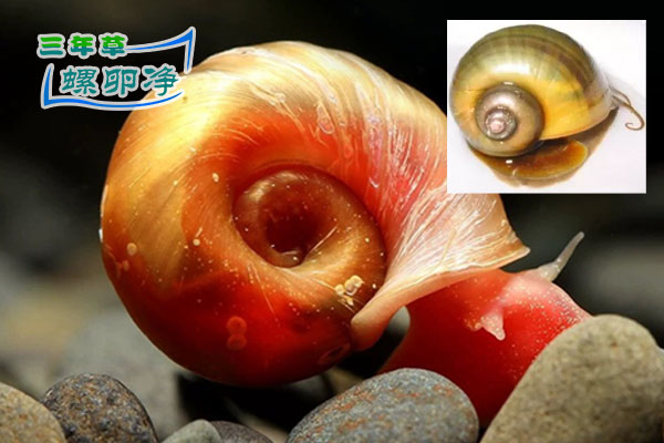 宠物水族市场上一般售卖的都是福寿螺，常被称为黄金螺、苹果螺，神秘螺。