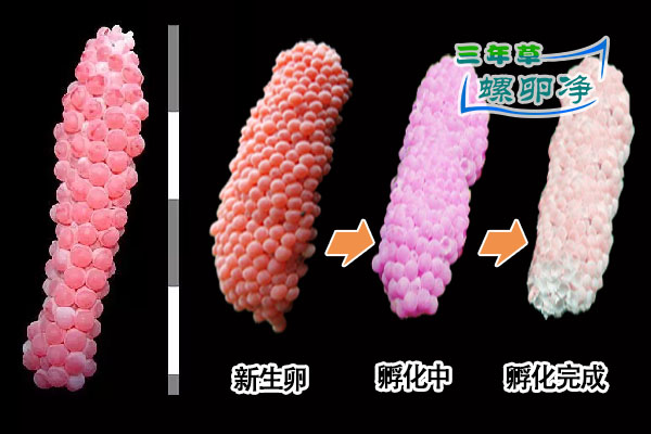 福寿螺的卵孵化时间