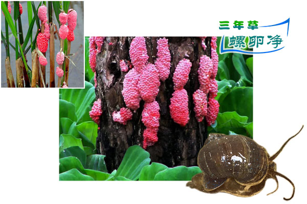 福寿螺产卵于水面之上