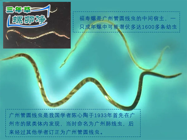 福寿螺寄生的广州管圆线虫
