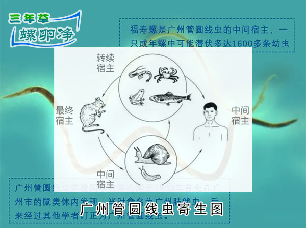 广州软圆线虫寄生图