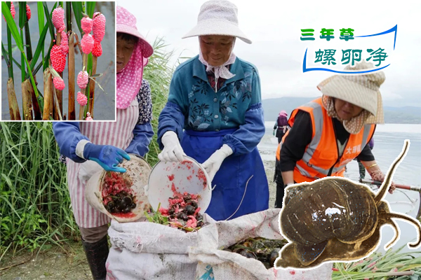 1市民主动采摘福寿螺卵清除福寿螺