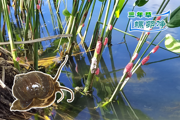 3福寿螺在水中或植物上的特写
