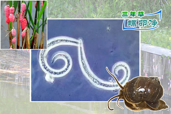 5显微镜下的福寿螺寄生虫图像
