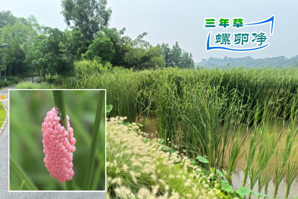 打响福寿螺防控攻坚战