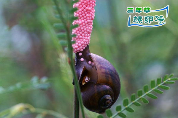 03福寿螺产卵
