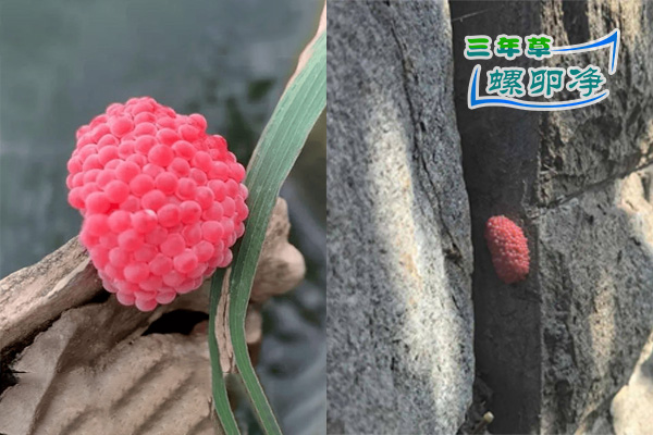 1河道边成串的粉红色福寿螺卵块