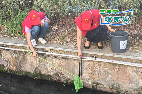 3志愿者“发现一处、清理一处”地毯式清理福寿螺