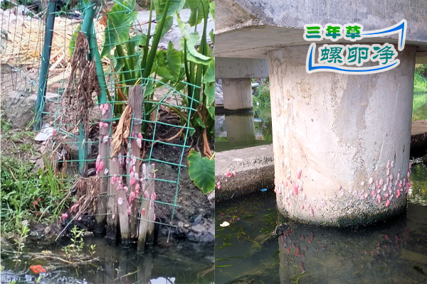 2竹竿集中诱捕销毁