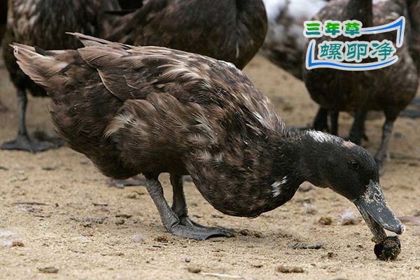3鸭群可清理福寿螺