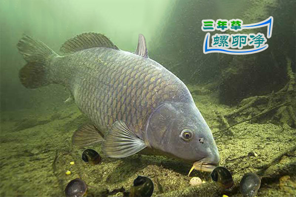 4青鱼觅食福寿螺