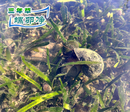 福寿螺的“口粮”