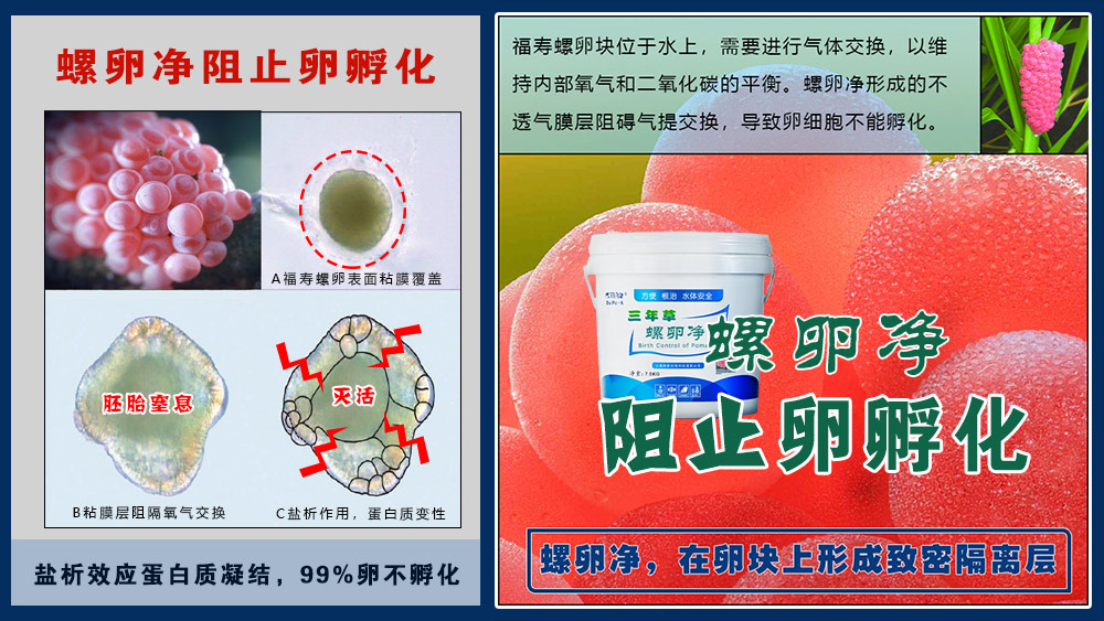 螺卵净阻止福寿螺卵与外界的气体交换，达到卵窒息的效果