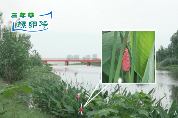 凤凰水库惊现福寿螺卵块
