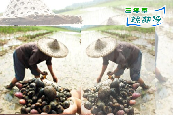 福寿螺的危害